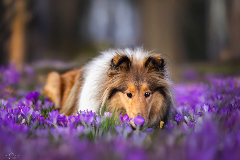 Honignasen Fotografie - Hund & Mensch | Heidelberg 002 (4)