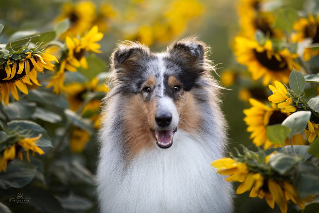 Shooting package 2i7a0397 edit