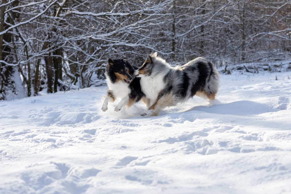 Honignasen Fotografie - Hund & Mensch | Heidelberg 2i7a3848