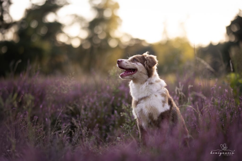 Honignasen Fotografie - Hund & Mensch | Heidelberg img 0508