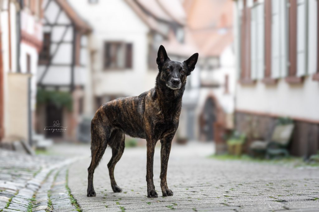 Honignasen Fotografie - Hund & Mensch | Heidelberg 04 web
