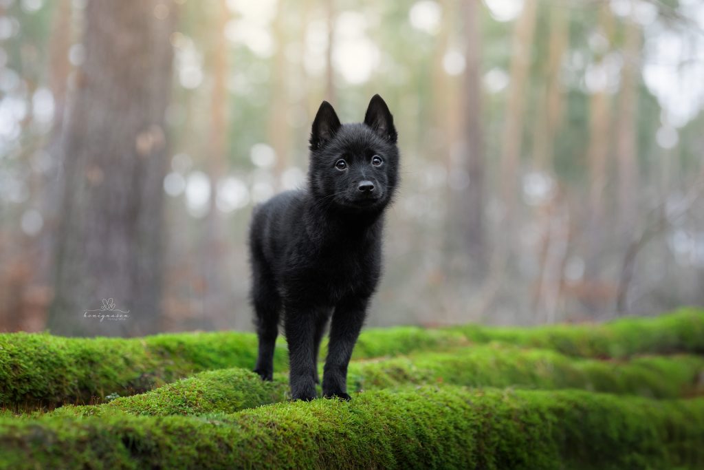 Puppy package 2i7a4659 web klein@0,5x