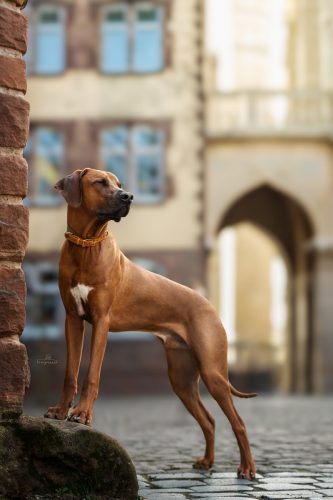 honignasenfotografie cody weblogo