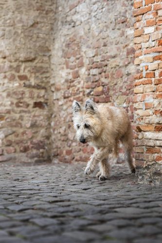 honignasenfotografie fanny weblogo