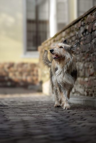 honignasenfotografie mina weblogo