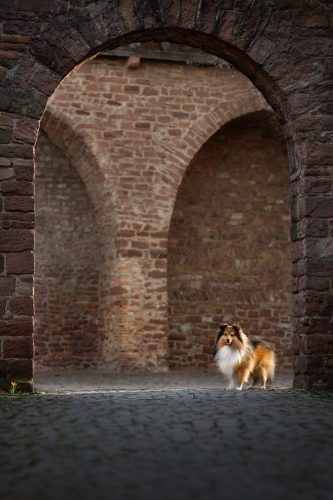 honignasenfotografie taavi weblogo