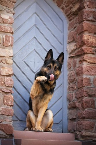 honignasenfotografie wolverine2 weblogo