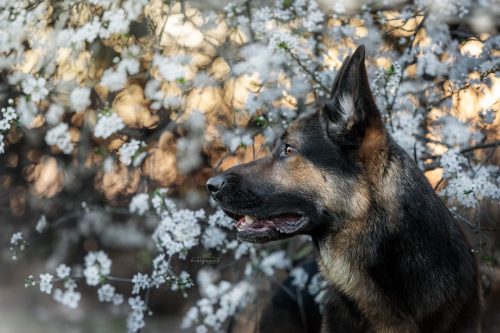 honignasenfotografie wolverine weblogo